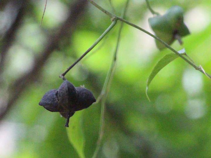 Plukenetia stipellata