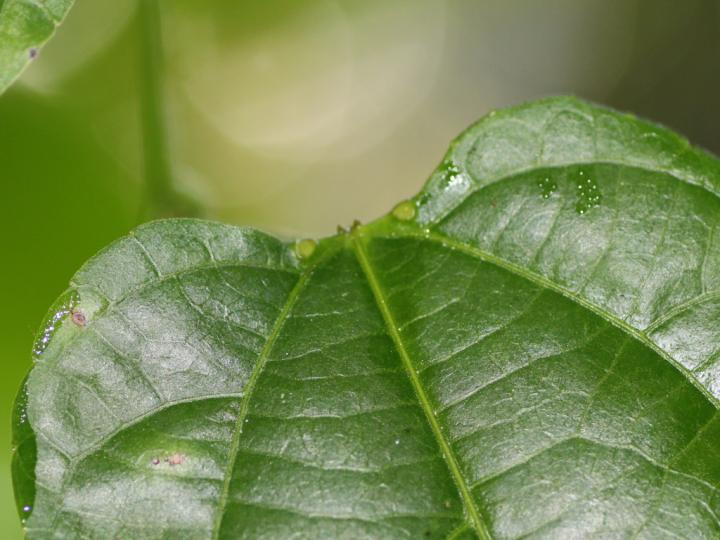 Plukenetia stipellata