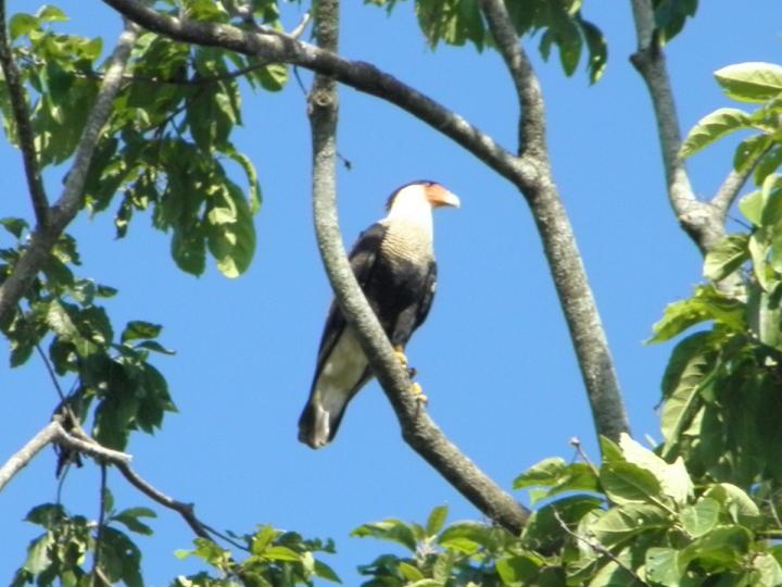 Caracara cheriway