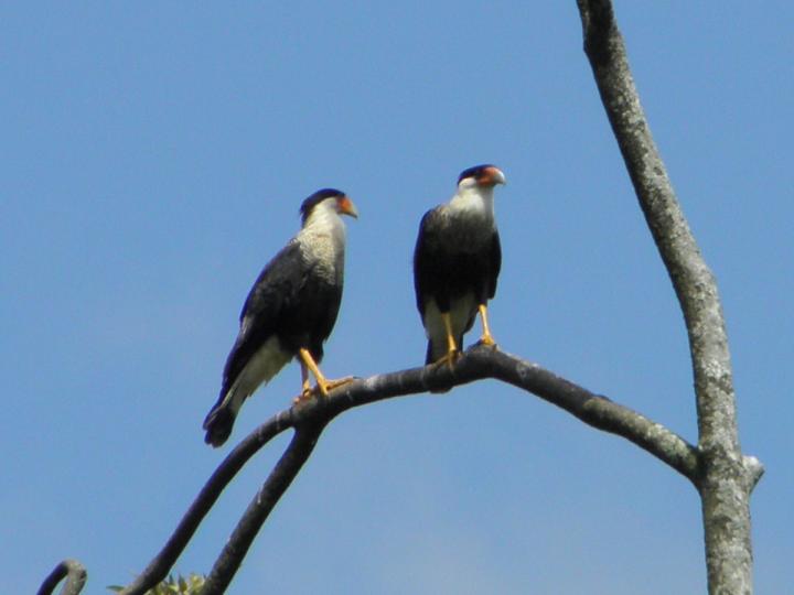Caracara cheriway