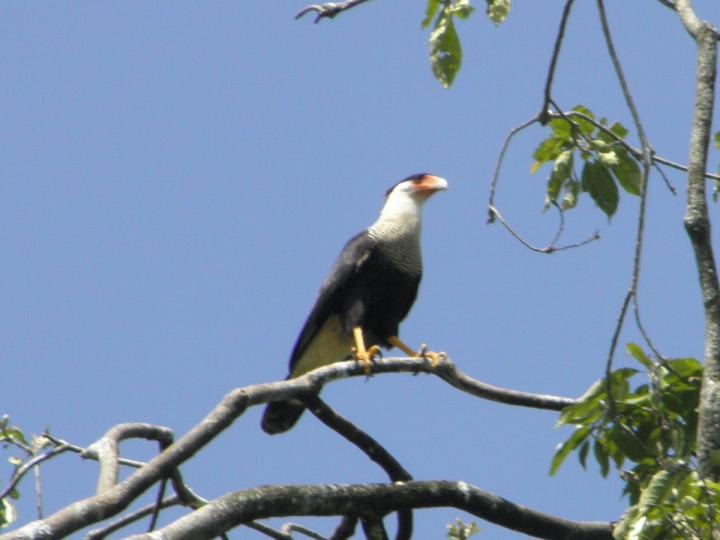 Caracara cheriway