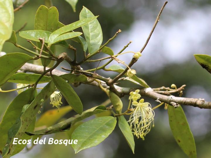 Preslianthus pittieri