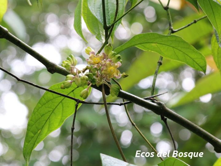 Prestonia portobellensis