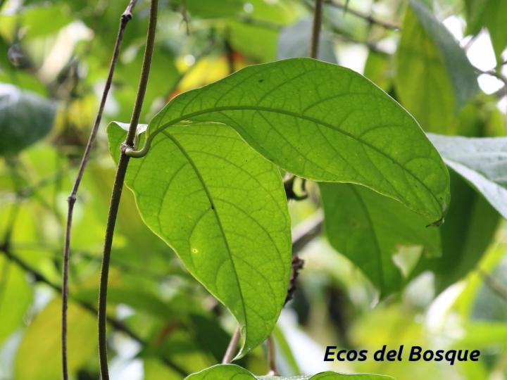 Prestonia portobellensis