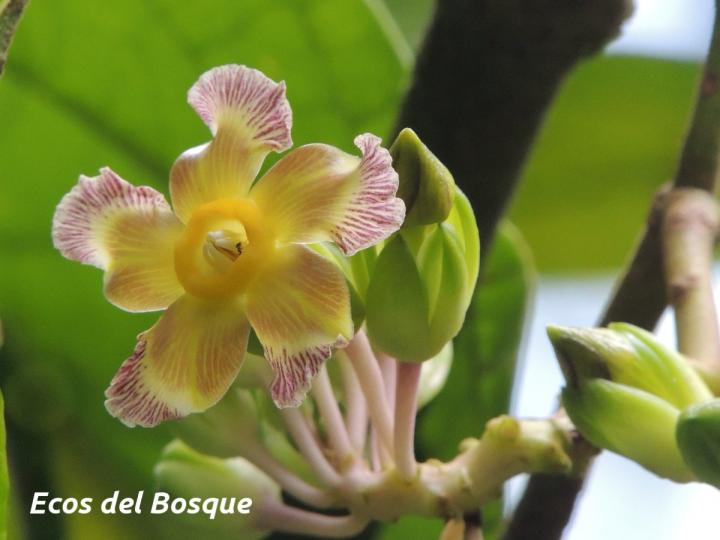 Prestonia portobellensis