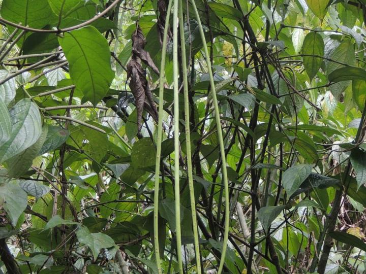 Prestonia portobellensis