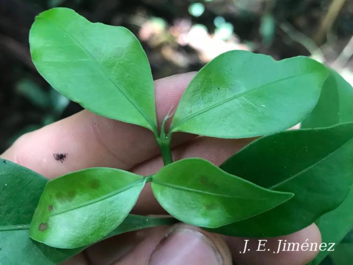 Psychotria chagrensis