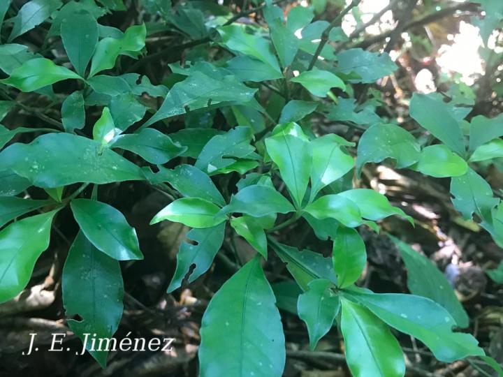 Psychotria graciliflora