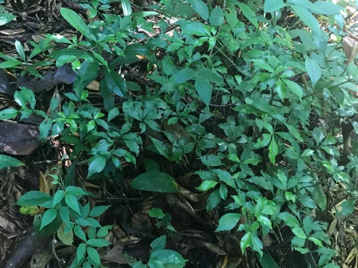 Psychotria graciliflora