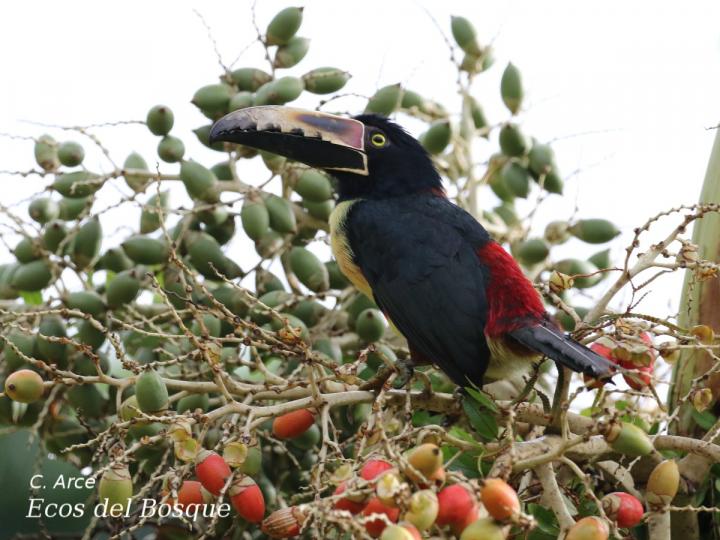 Pteroglossus torquatus