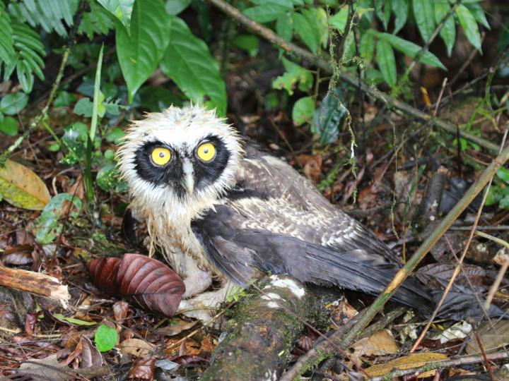 Pulsatrix perspicillata