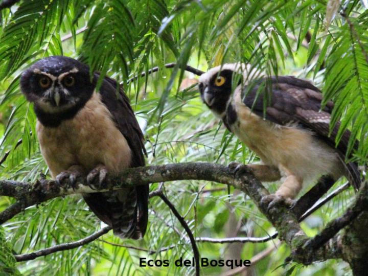 Pulsatrix perspicillata