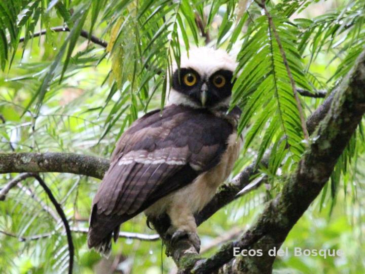 Pulsatrix perspicillata