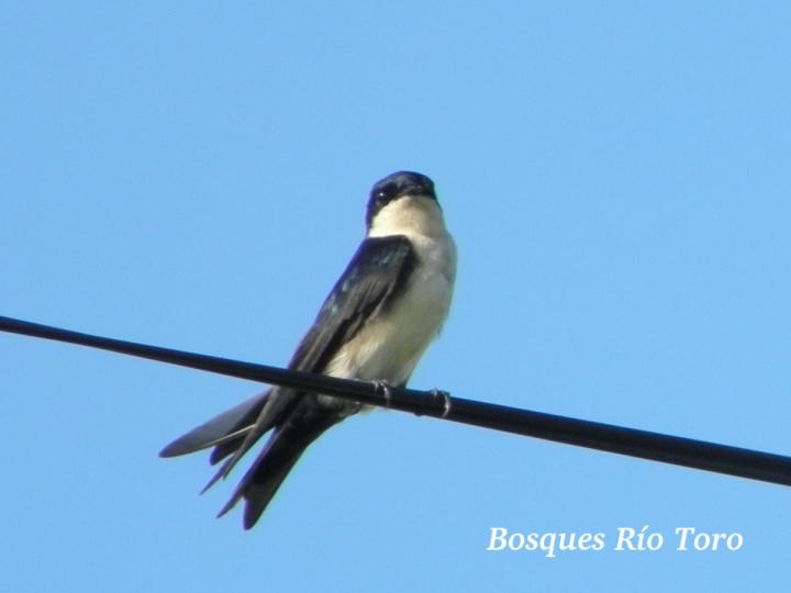Pygochelidon cyanoleuca