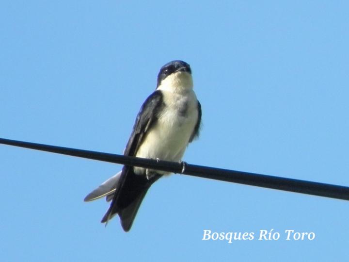 Pygochelidon cyanoleuca