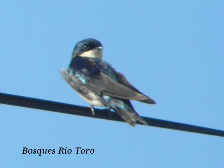 Pygochelidon cyanoleuca