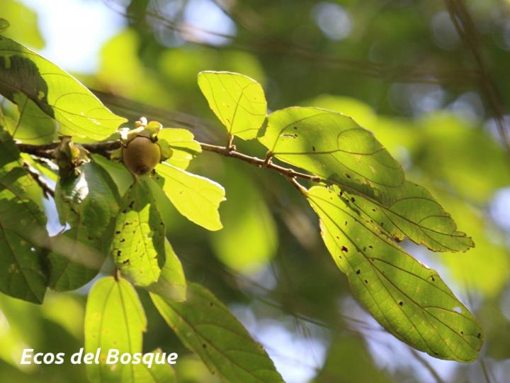 Quararibea bracteolosa Quararibea bracteolosa