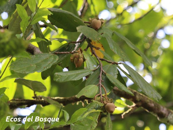 Quararibea bracteolosa Quararibea bracteolosa