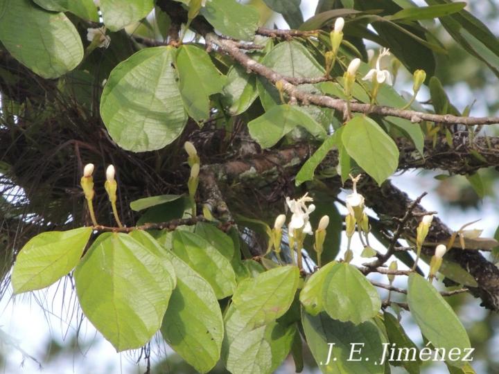 Quararibea bracteolosa Quararibea bracteolosa