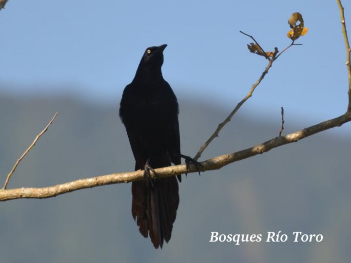 Quiscalus mexicanus