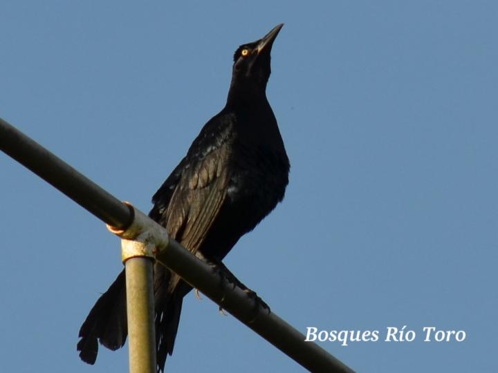 Quiscalus mexicanus