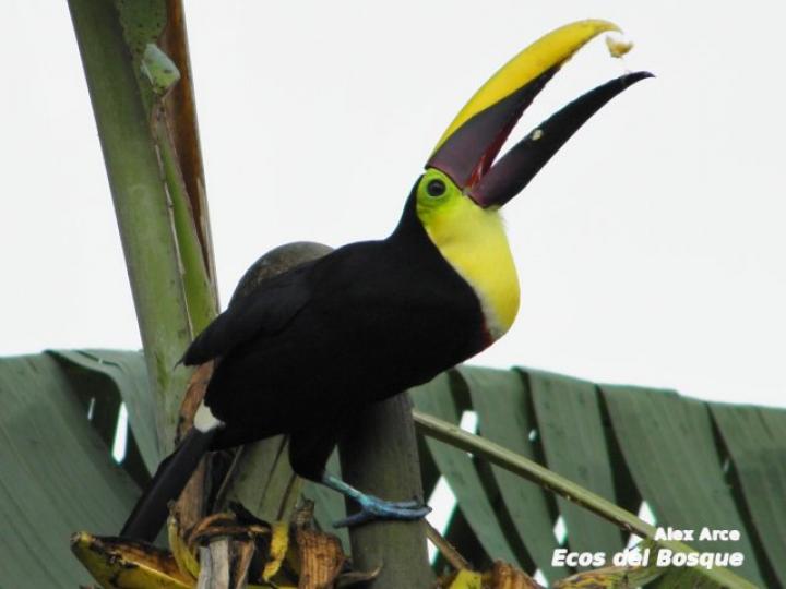 Ramphastos ambiguus