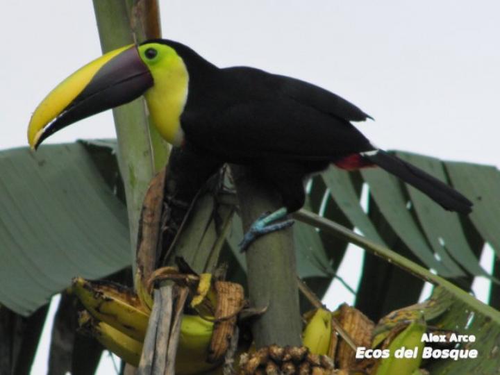 Ramphastos ambiguus