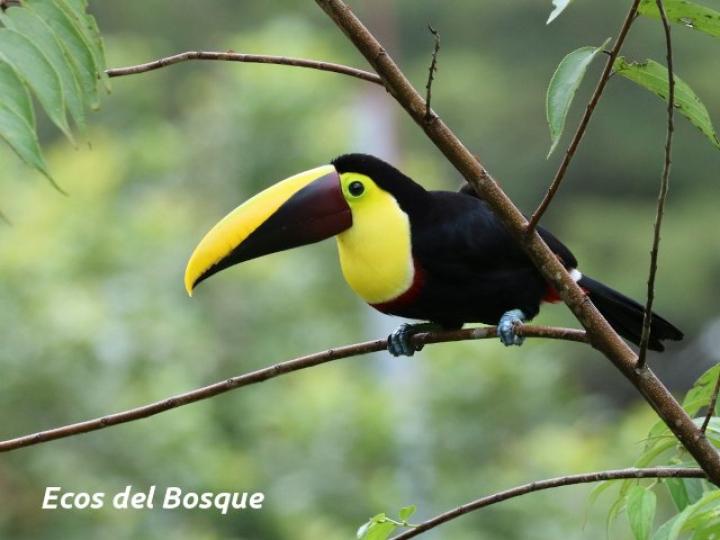 Ramphastos ambiguus
