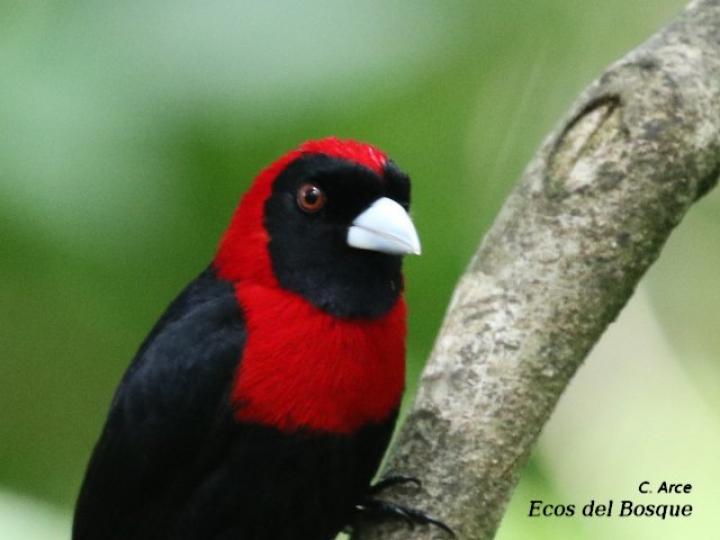 Ramphocelus sanguinolentus