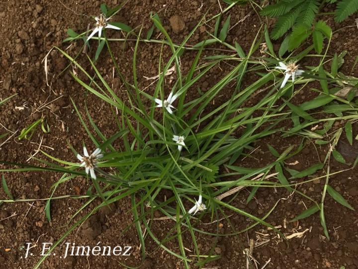 Rhynchospora nervosa