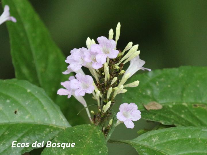 Ruellia terminalis