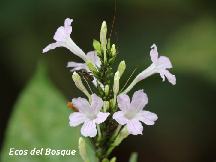 Ruellia terminalis