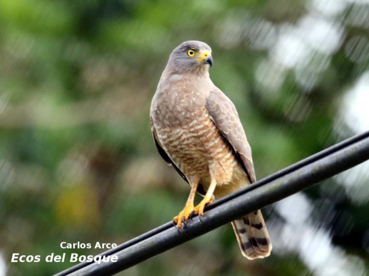 Rupornis magnirostris