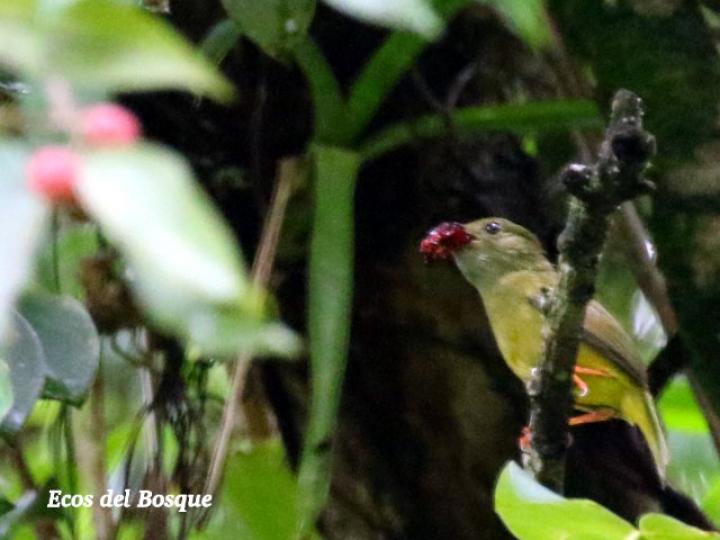 Ficus pertusa Ficus pertusa