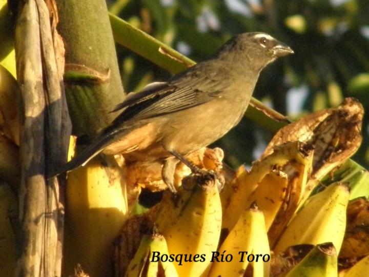 Saltator coerulescens