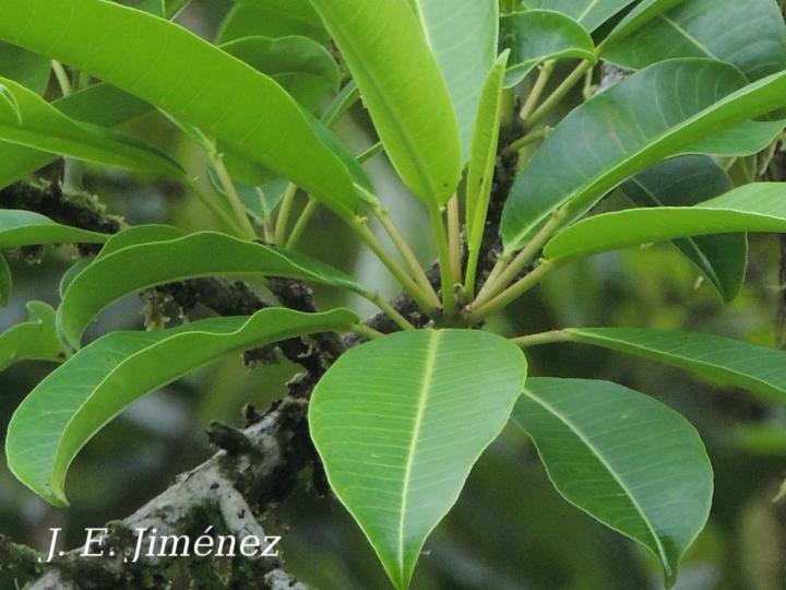 Sapium laurifolium