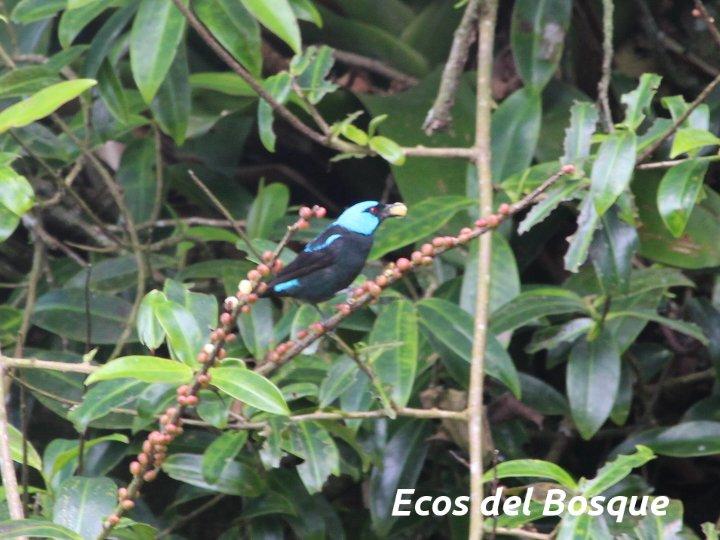 Sarcopera sessiliflora