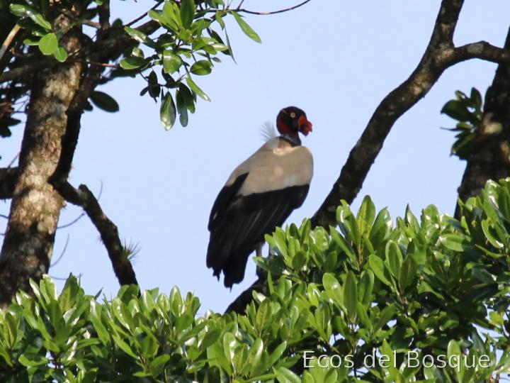 Sarcoramphus papa