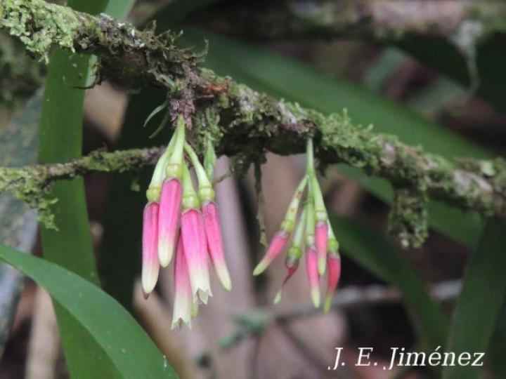 Satyria panurensis (Colmillos)