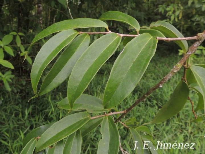 Satyria panurensis (Colmillos)