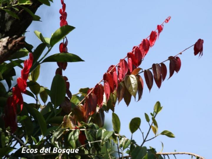 Satyria panurensis (Colmillos)