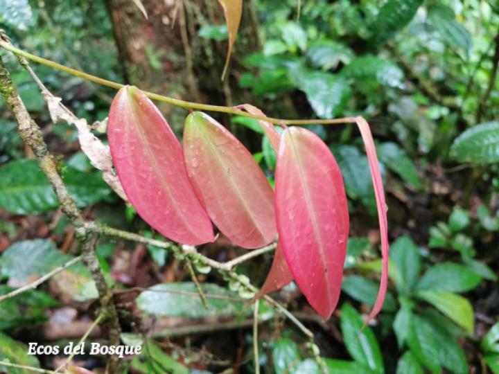 Satyria panurensis (Colmillos)