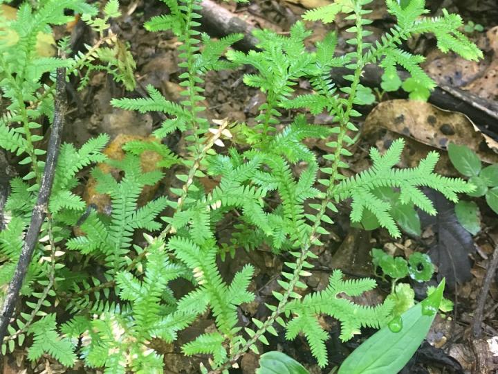 Selaginella eurynota Selaginella eurynota