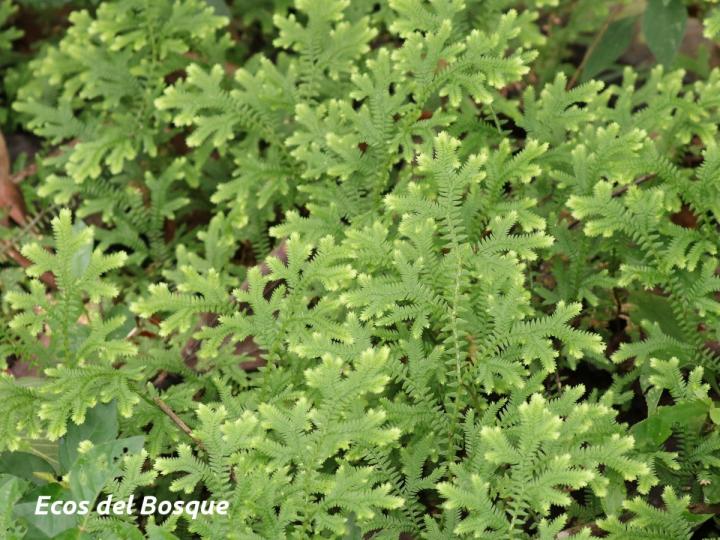 Selaginella eurynota Selaginella eurynota