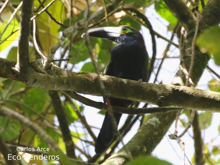 Selenidera spectabilis