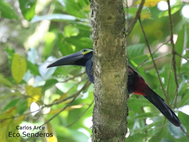 Selenidera spectabilis