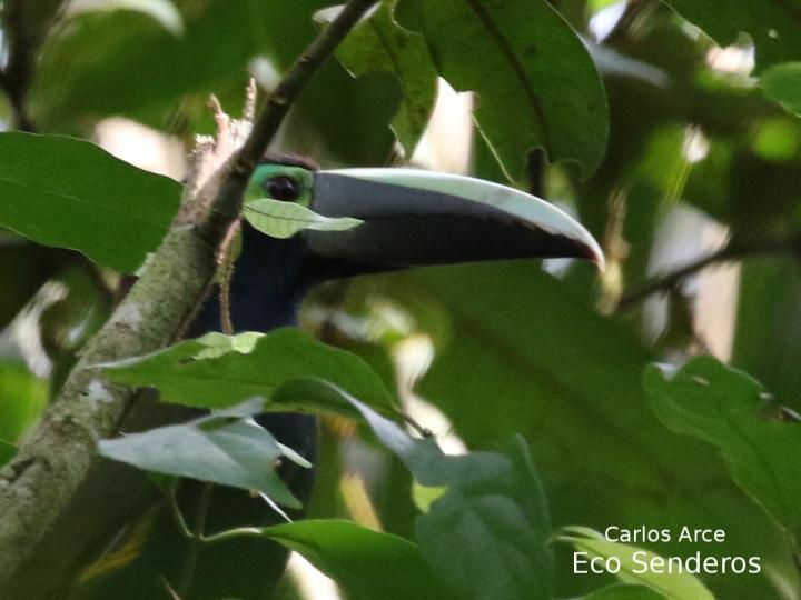 Selenidera spectabilis