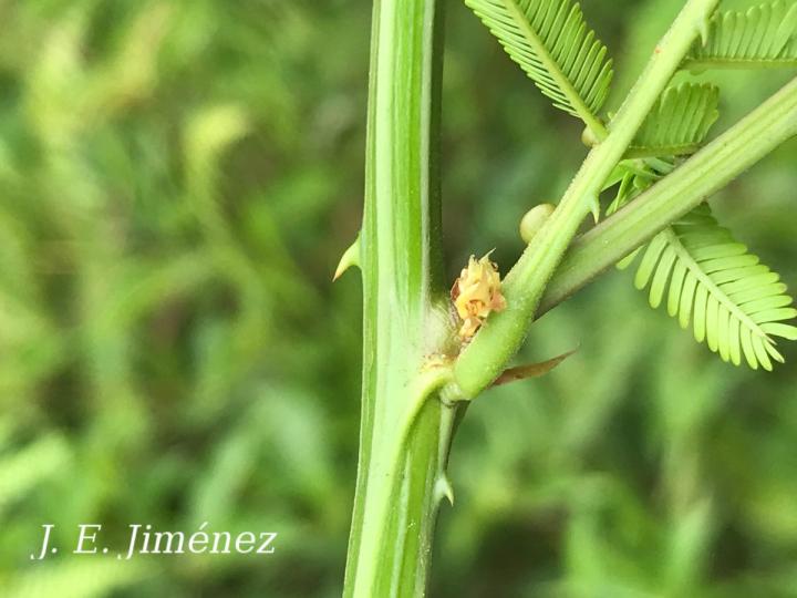 Senegalia multipinnata