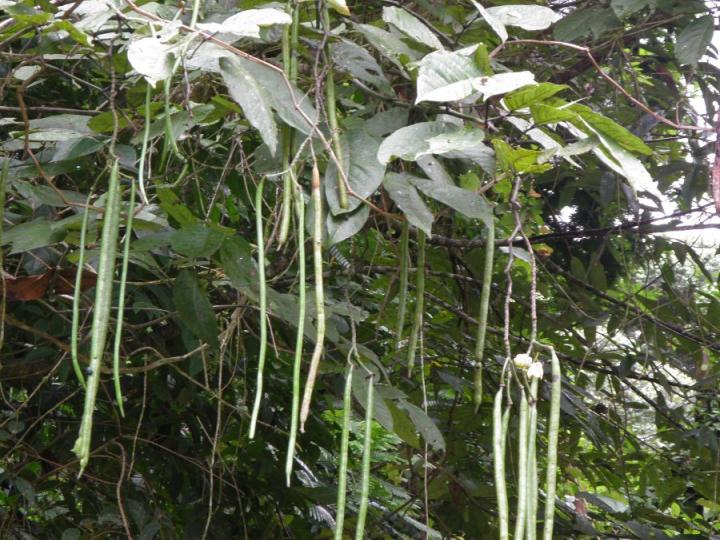 Senna papillosa