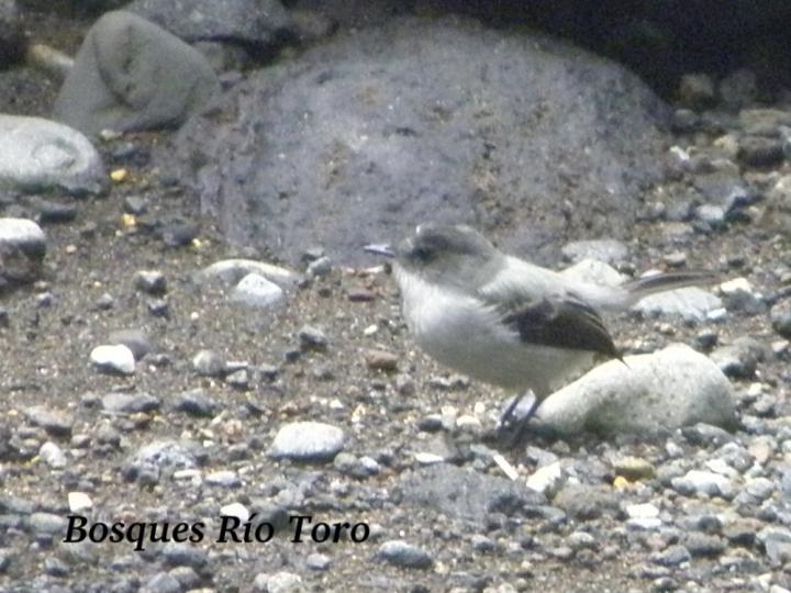 Serpophaga cinerea Serpophaga cinerea